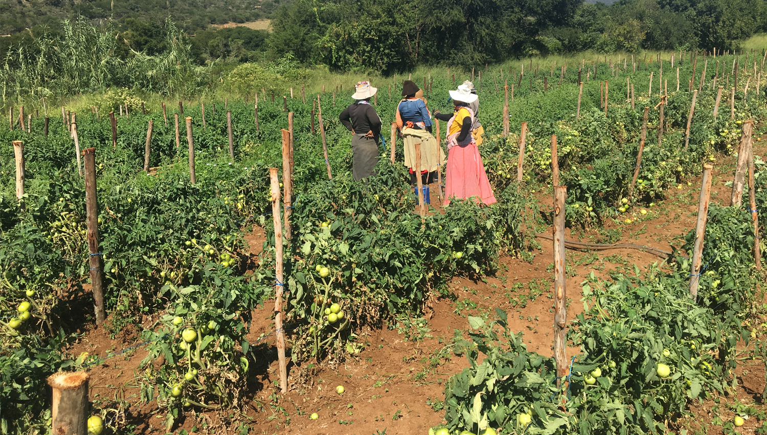 MPOFANA AGRI-PARKS AND RAPID AGRARIAN SOCIO-ECONOMIC TRANSFORMATION (RASET) PROGRAMMES